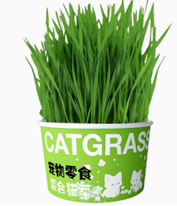 Pet Grass